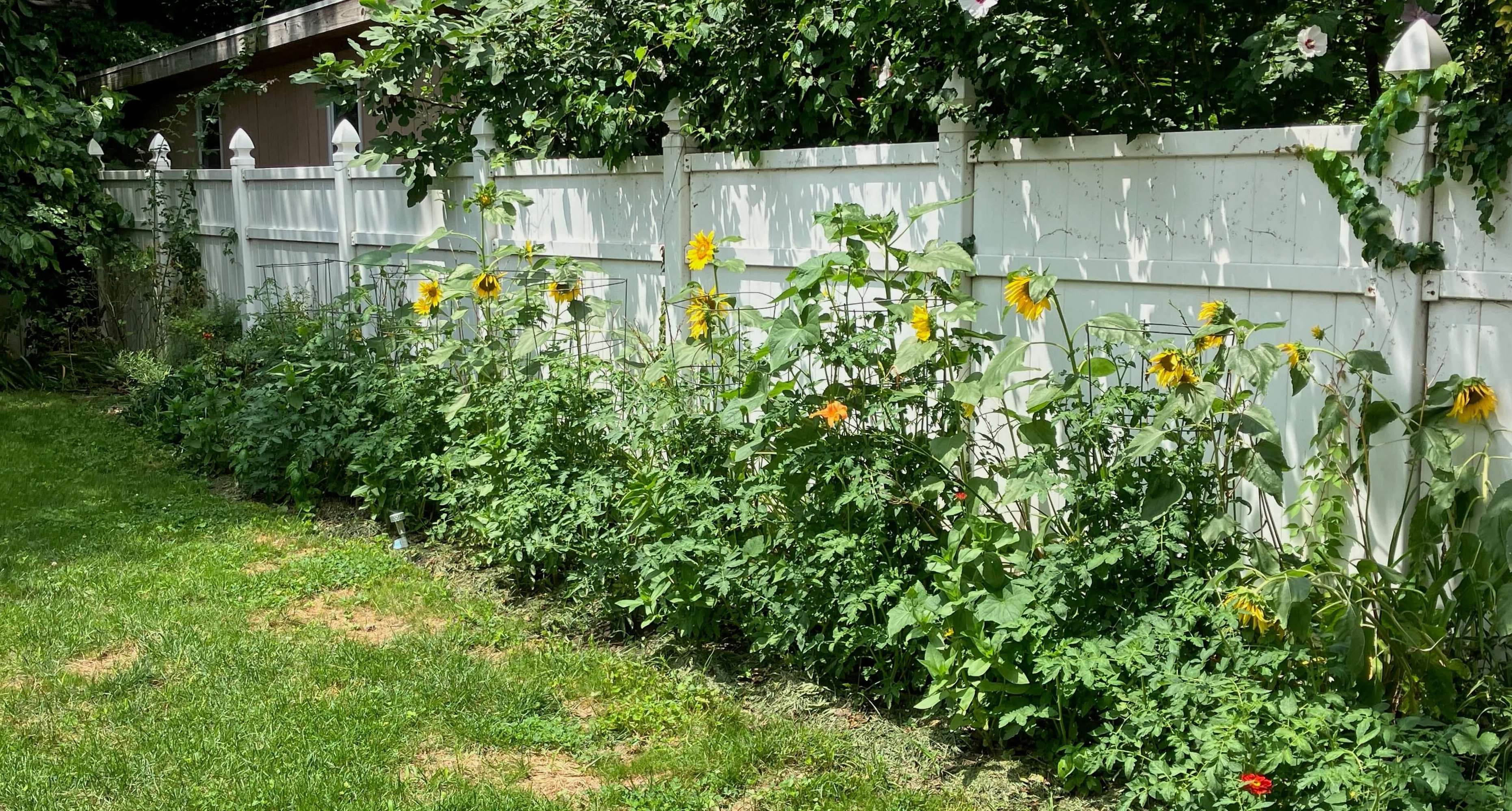 Sunflowers in the backyard garden